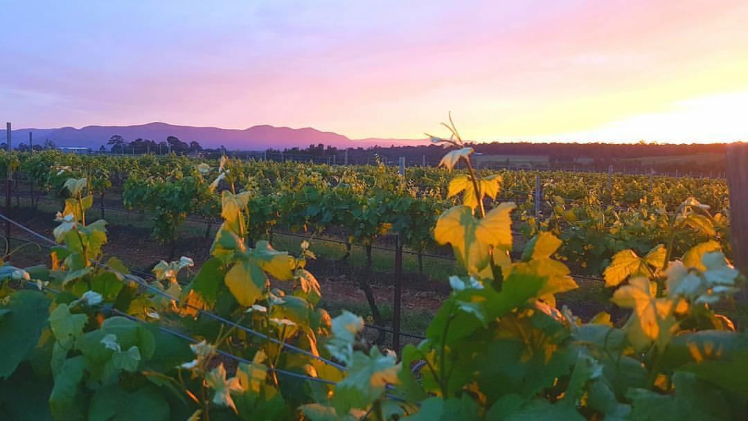 Red Door Collective - Rdc Vineyard Estate, Luxury Adult Only Stay Pokolbin Exterior photo